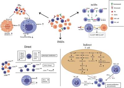 Natural killer cells affect the natural course, drug resistance, and prognosis of multiple myeloma